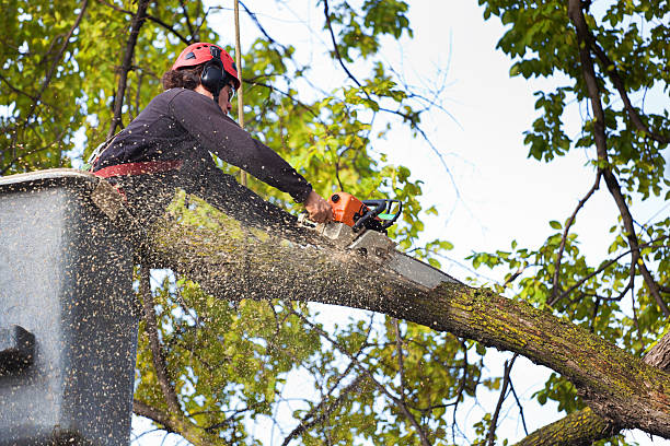 Professional Tree Care in Smackover, AR